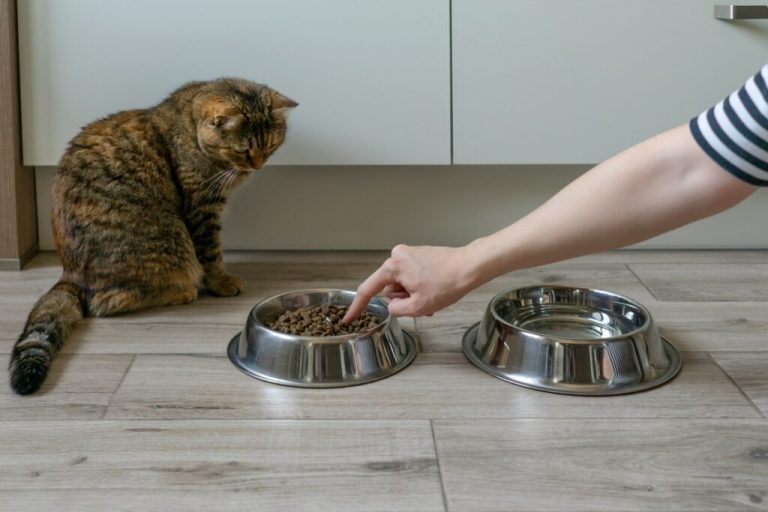 Choisir la meilleure nourriture pour votre chat